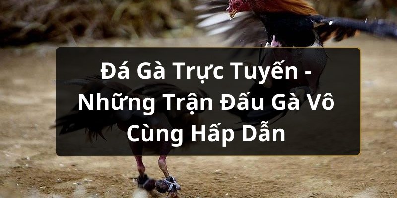 Đá Gà Trực Tuyến - Những Trận Đấu Gà Vô Cùng Hấp Dẫn